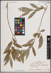Foto von Salix excelsa S. G. Gmel.
